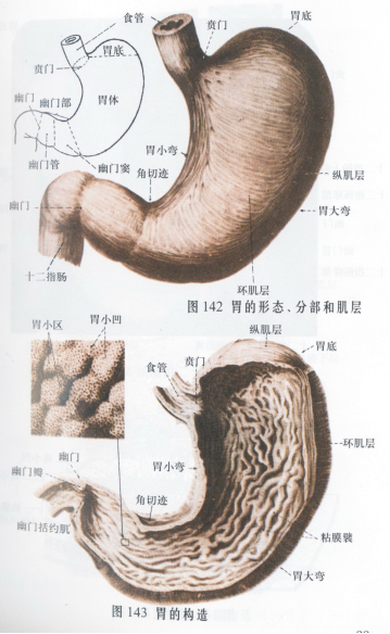 中西結(jié)合科開(kāi)創(chuàng)難治性胃病中醫(yī)特色治療方法